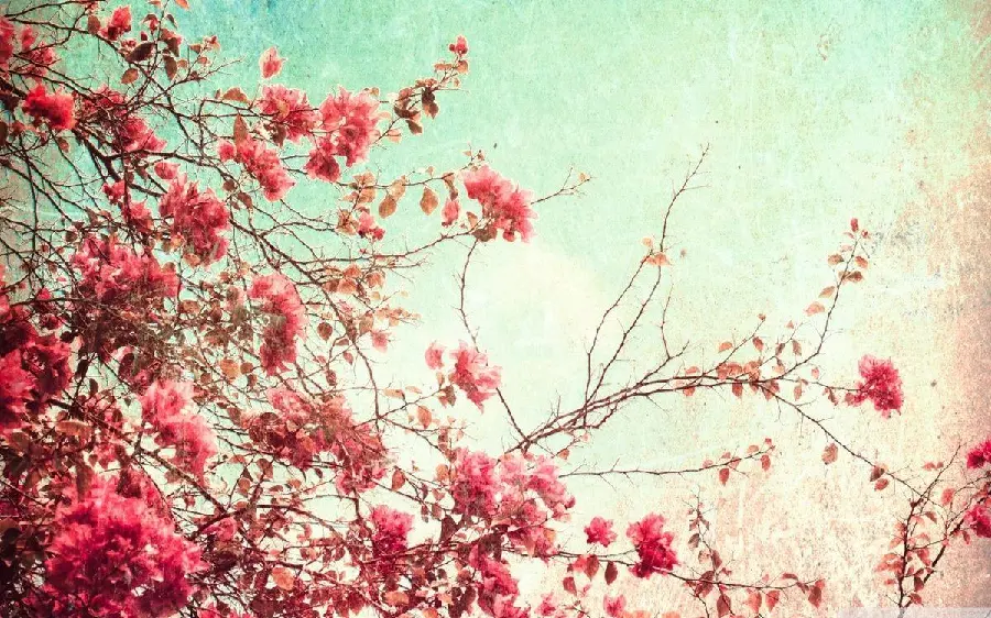 Wallpaper Pink Flowers Petals Tree High Quality