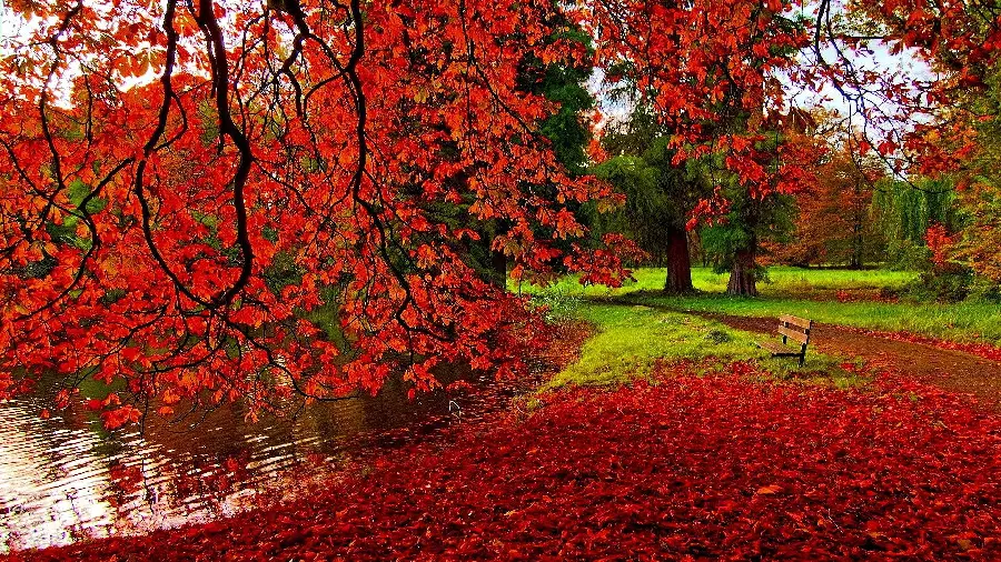 The best profile picture with an autumn theme for the autumn season 