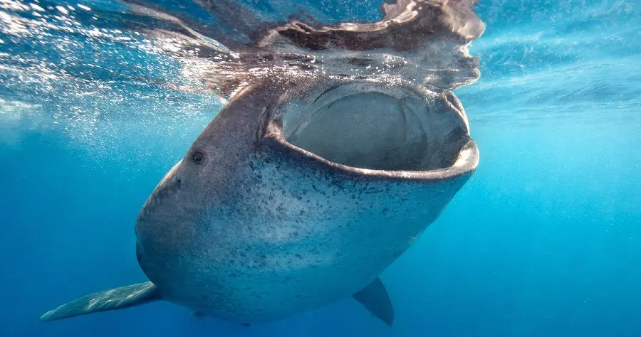 Download free image of a hungry whale shark eating