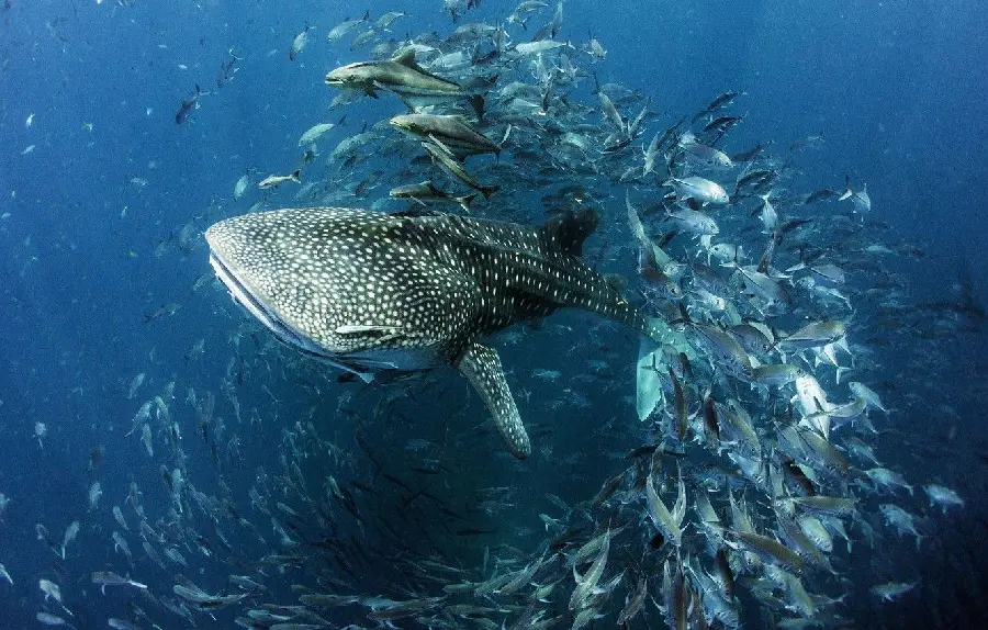 Download free and HD photo of whale shark eating 