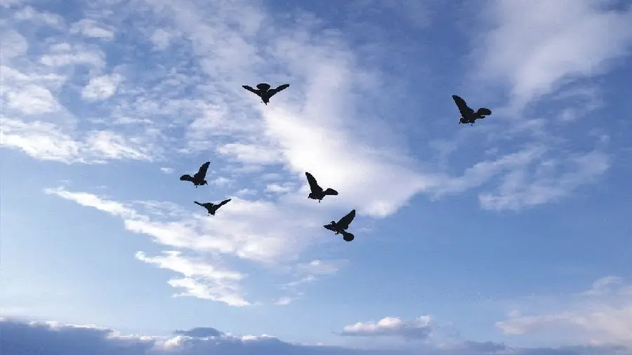 Stock photo of birds in flight for video production