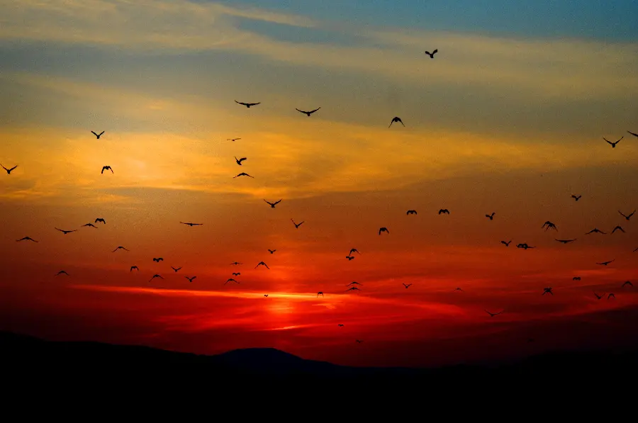 Stock photo of birds in the sky at sunset