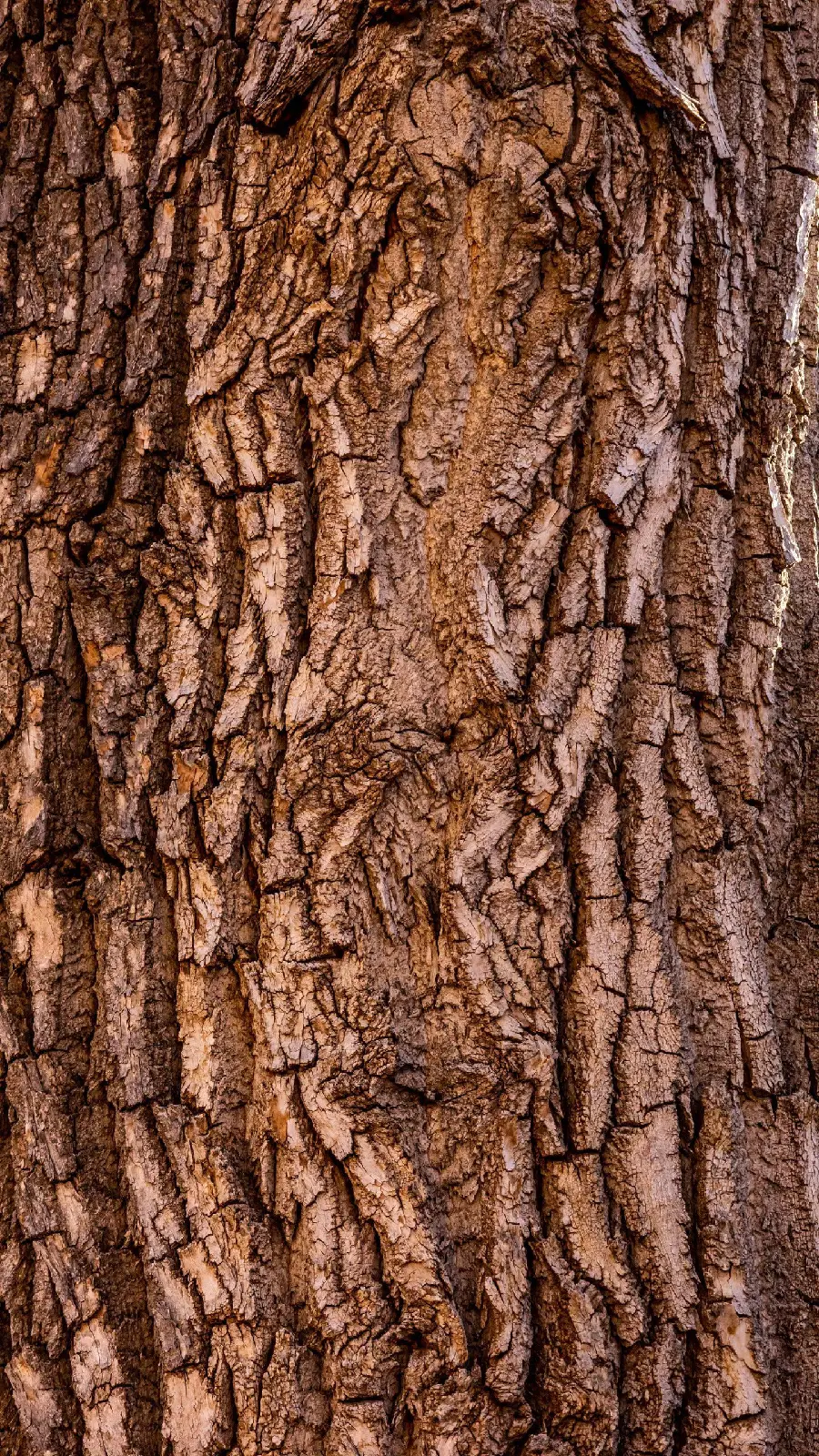The most interesting and incredible tree bark texture design 