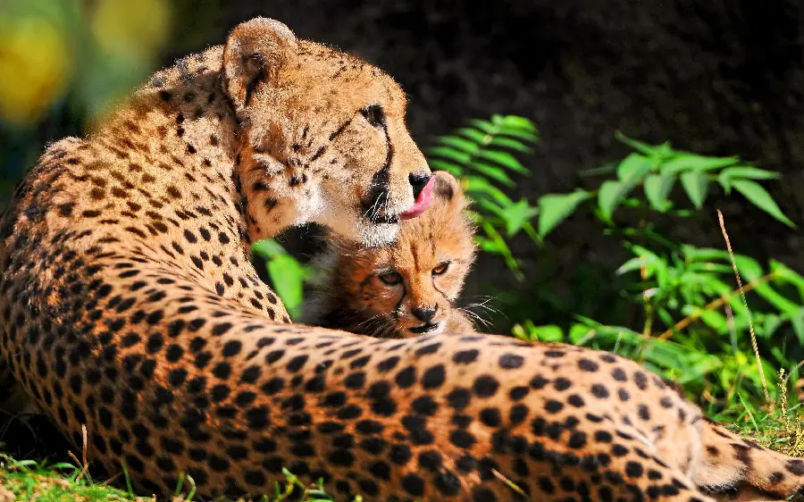 High Quality Image of Cheetah Family Free in the Wild