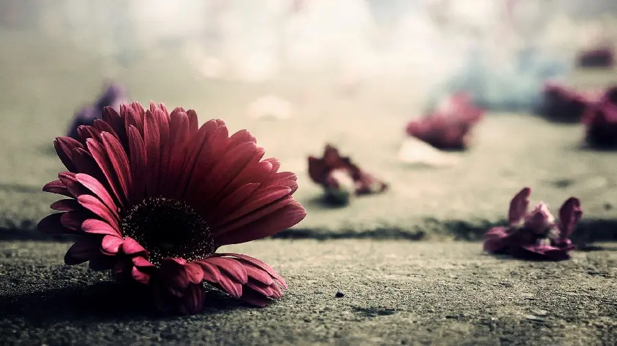 High quality profile photo of purple flower on asphalt ground for WhatsApp, Telegram and Insta