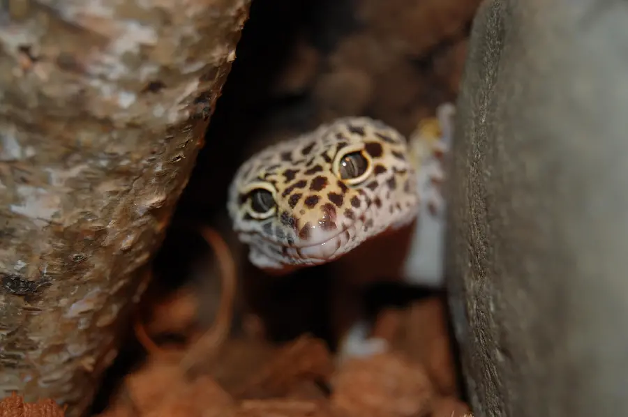 Download stock photo of a leopard gecko staring at the camera with salt