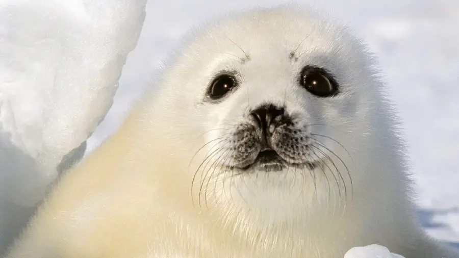 Cute snow seal girl profile picture for free 