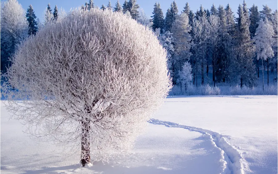 Awesome photo of snowy trees in stunning winter 