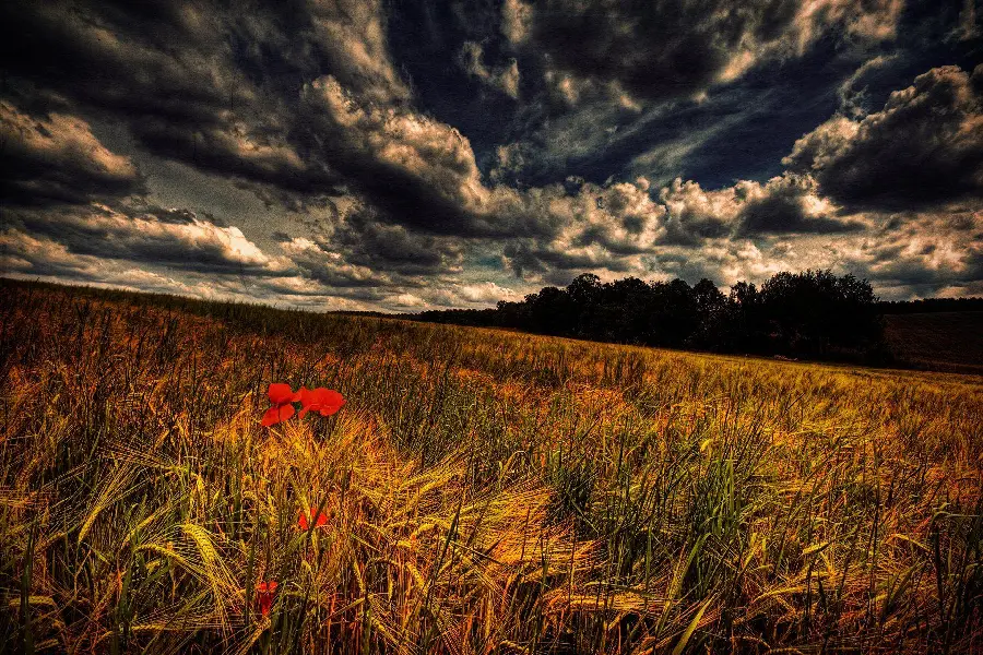 Download a beautiful image of a dreamy nature photography in high quality