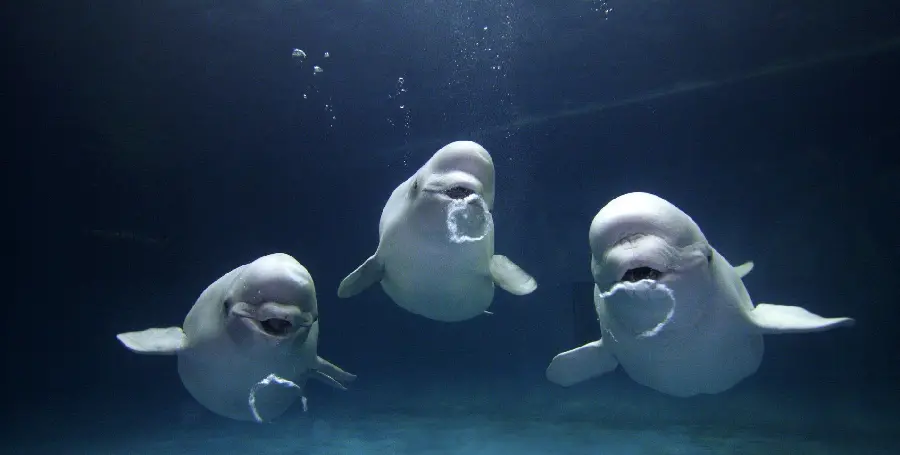 Free download of beautiful and attractive images of white and social beluga whales