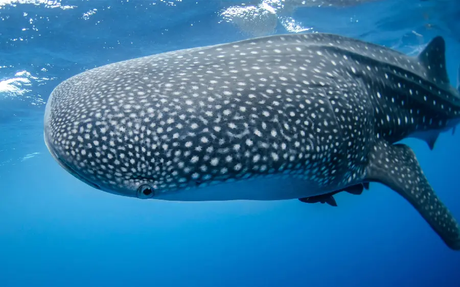 Download photo of the largest known whale shark in the world