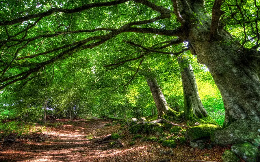 Very cool forest landscape photo for all types of mobile phones 
