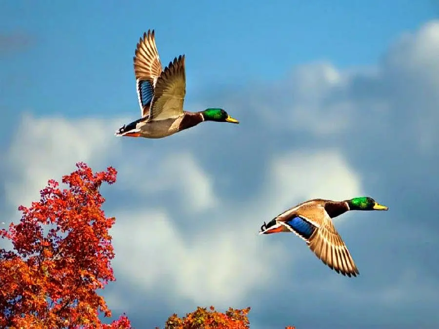 High quality wild ducks flying background photo 