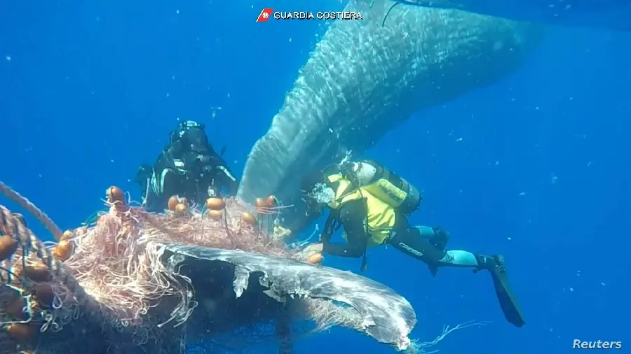 Wallpaper of the moment tourists were surprised by a sperm whale