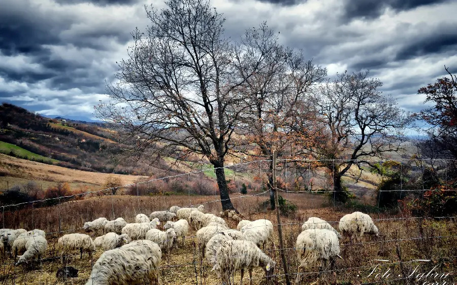 The Coolest Wallpaper of Sheep Grazing in the Context of a Natural Attraction