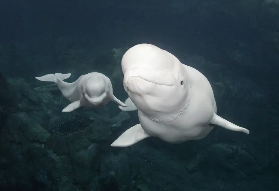 Spectacular wallpaper of a mother and calf beluga whale swimming in deep water