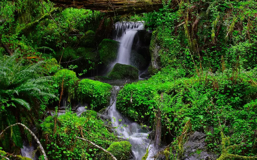 A lush forest with a low waterfall in the middle of the mountain 