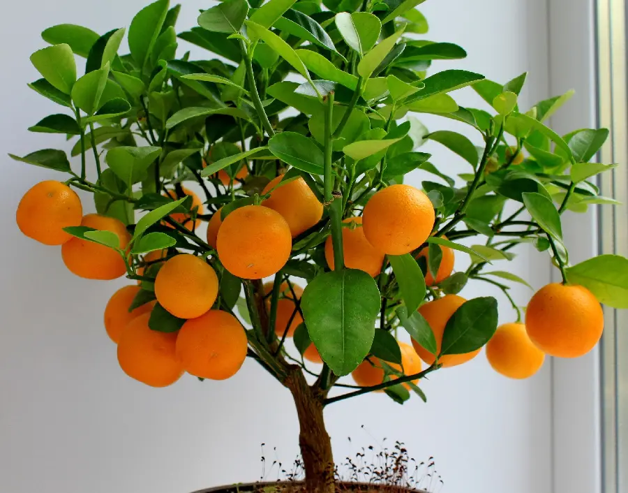 Miniature orange fruit tree wallpaper for decoration 