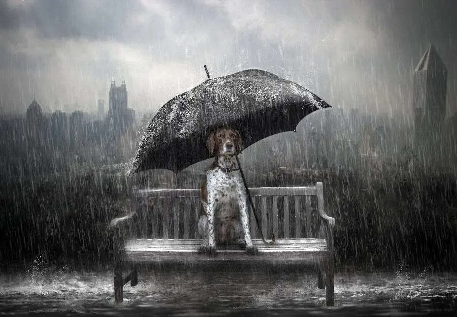 A black and white conceptual photo of a dumb and dark dog sitting on a bench under an umbrella in the Rainy