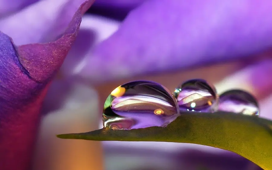 A unique close-up photo of a water drop on a leaf for wall poster printing