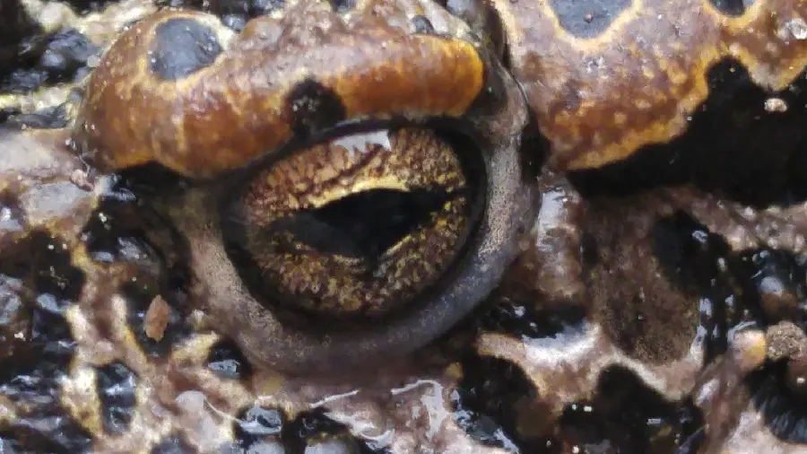 Horned adder eye photo Jeff Sullivan Photography