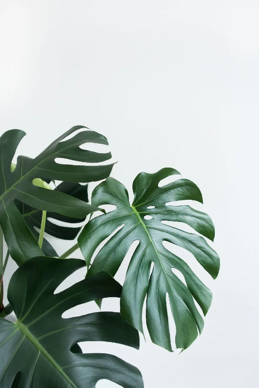The latest beautiful green flower and plant wallpaper design with a simple and attractive background
