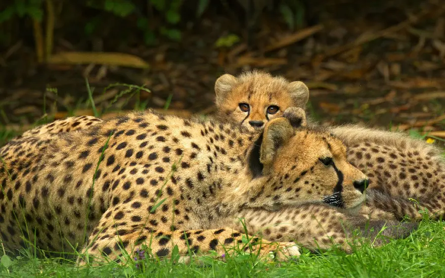 Cute Wallpaper of Wild Cheetah Cub Next to Its Mother