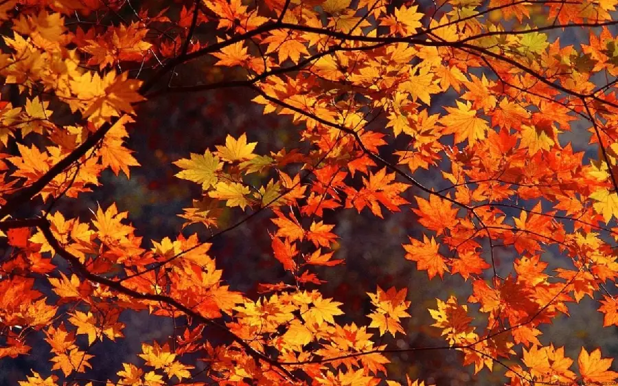 Download free autumn profile photo in 4k quality 