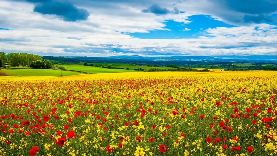 A relaxing image of a natural attraction and a flower field