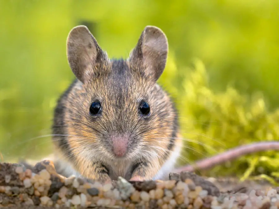 Little and cute brown mouse googly photo suitable for your profile