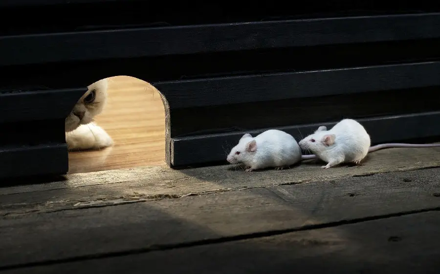 Small and beautiful mouse nest for two cute, fluffy and funny hamsters