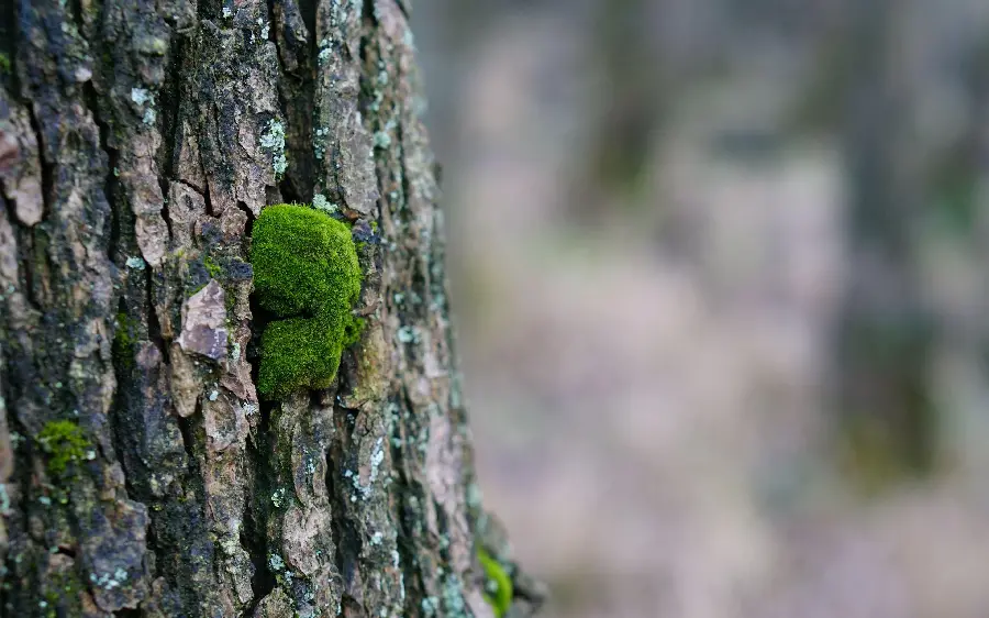 Stylish and cool background of tree bark design with blurred background 