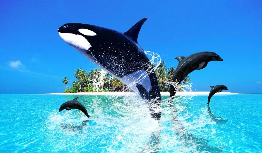 Dolphin and killer whale wallpaper on a blue background