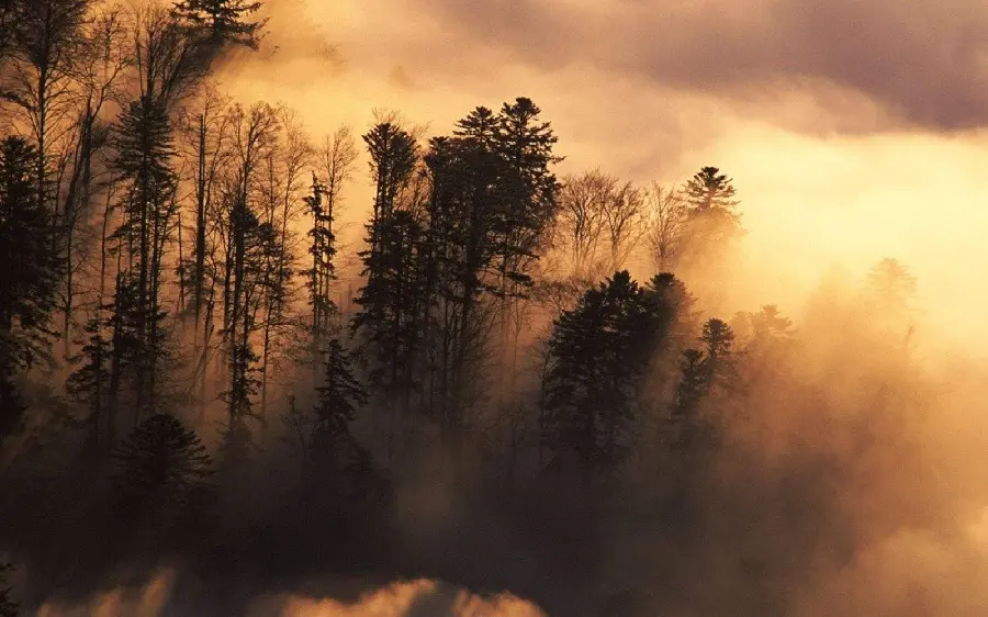 Background Fog in Pine Trees Forest at Dawn High Quality