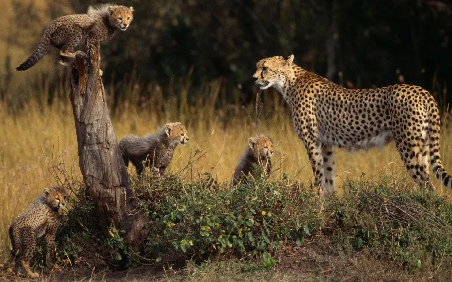 Stock photo of playful cheetah cubs with their mother