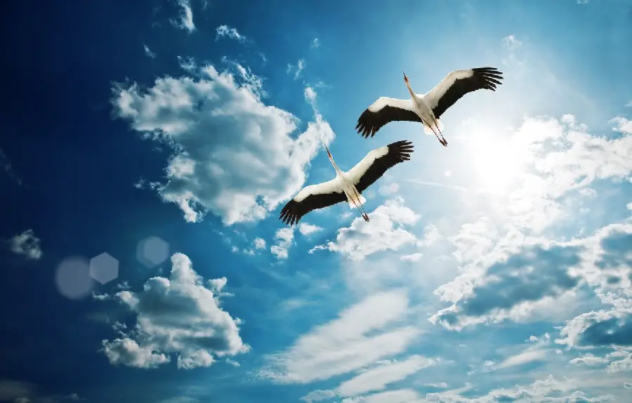 Background image of storks, a popular and beloved bird