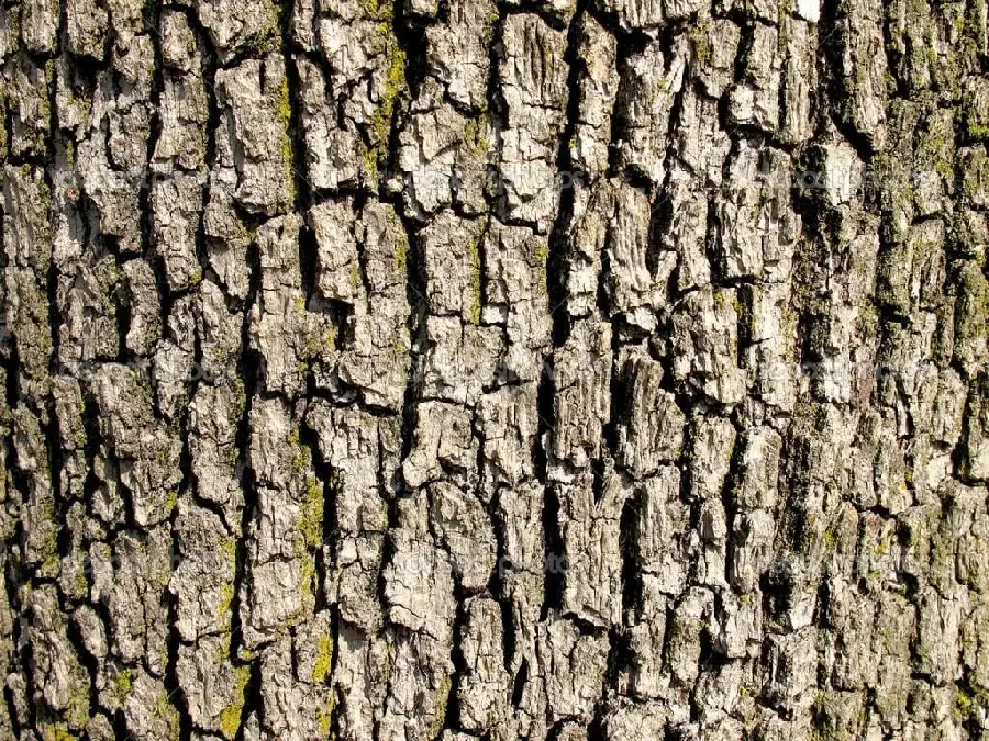 Image of tree trunk bark with various designs for design 