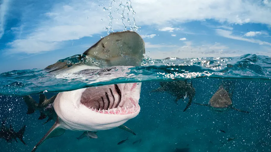 The most terrifying and terrifying image of an angry and hungry whale shark