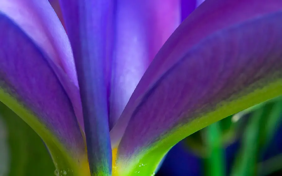Wallpaper of a beautiful purple flower up close for printing on a mouse pad