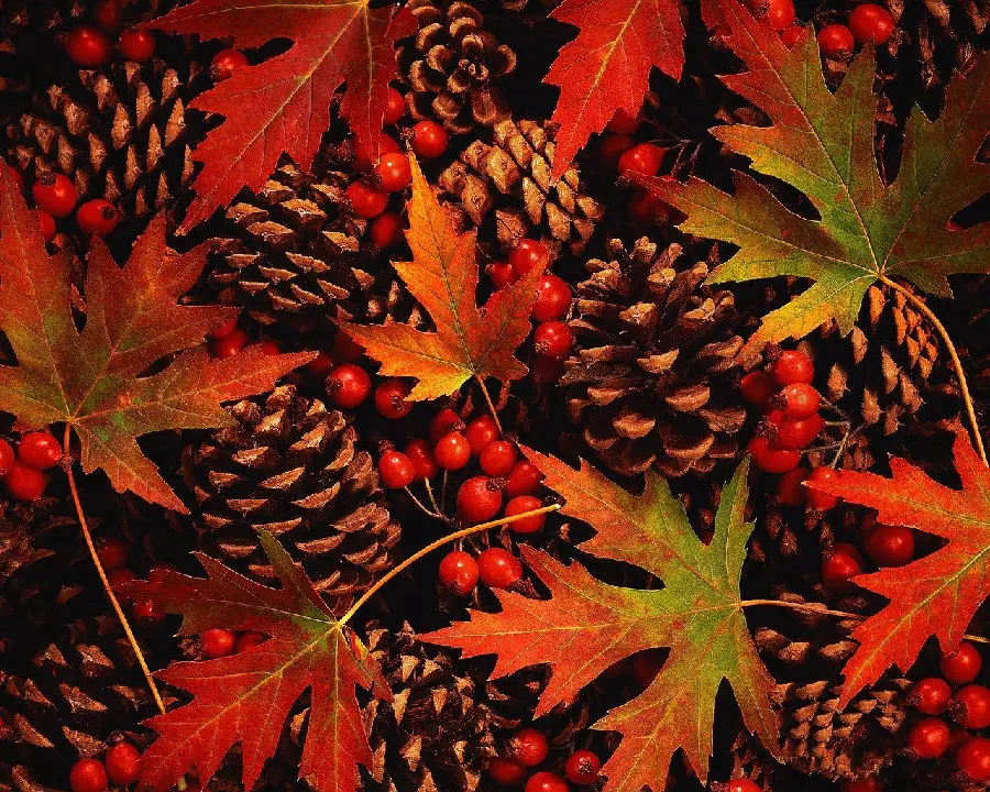 Download special wallpaper of autumn leaves and pine