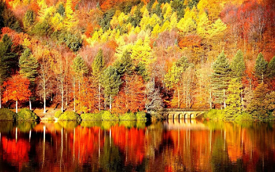 Background of a thousand and one colors of a dreamy autumn lake pine forest