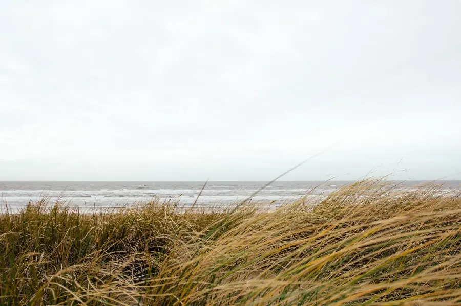 Photo of green grass growing on the shore of the endless sea