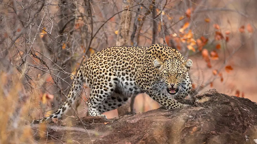 Frightening photo of an angry leopard ready to attack and growling