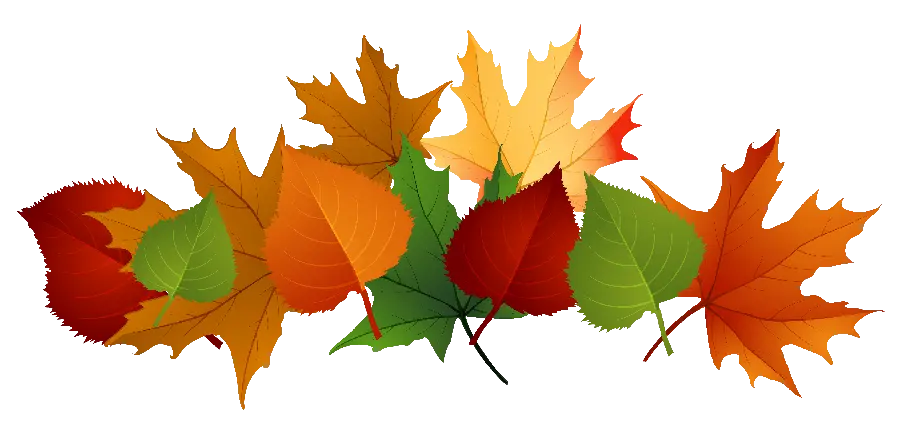 Autumn leaves telephoto photo in PNG format with white background