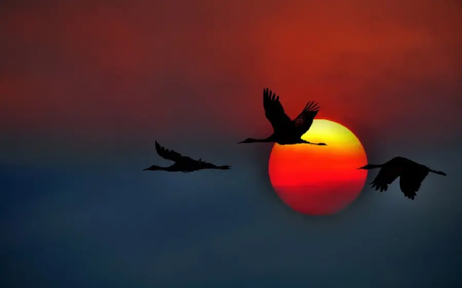 Very beautiful stock photo of cute birds at sunset
