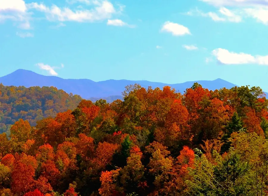 The most special natural wallpaper with an autumn theme for Android and iPhone phones 