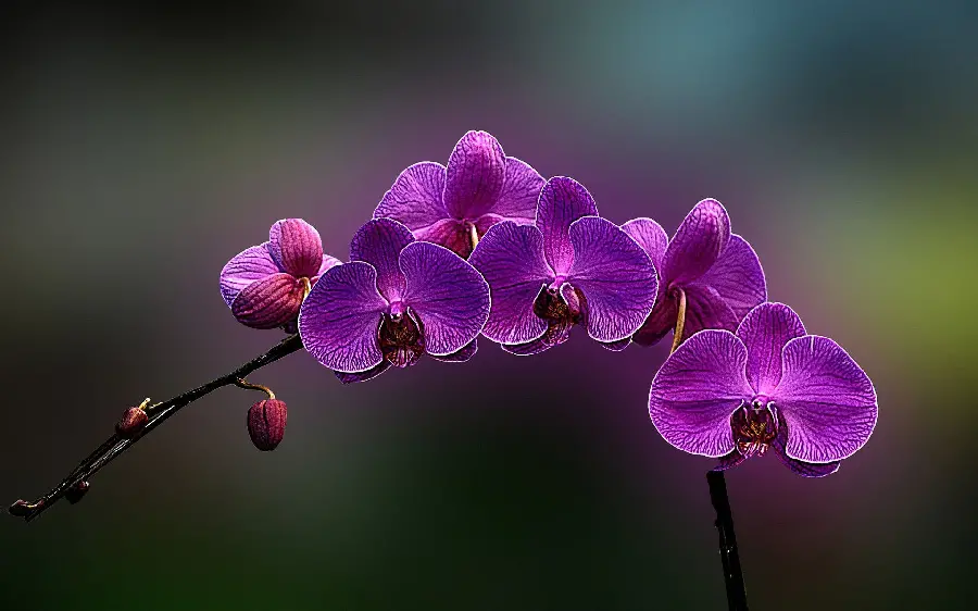 Lovely stock image of orchids in nature