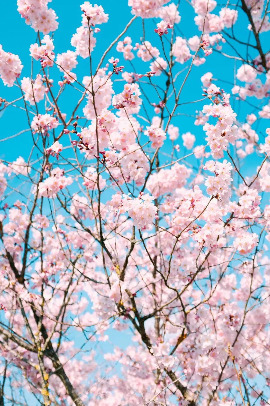 Luxury wallpaper of the landscape of pink blossoms for Android