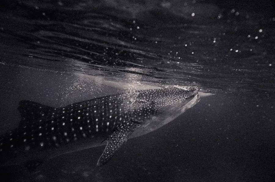 The most special photo of a whale shark or whale shark with the best quality