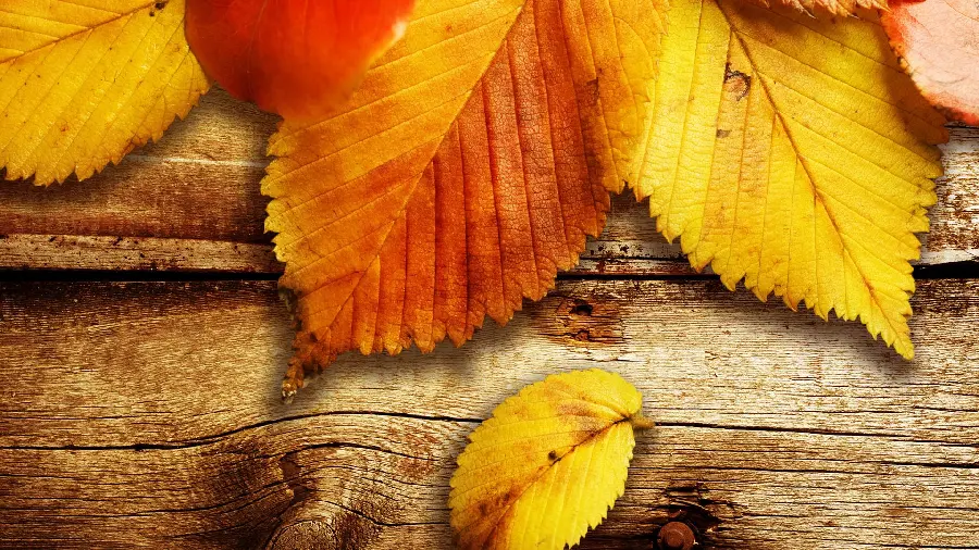 Background for laptop and computer of spectacular autumn leaves 